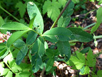 Finely-toothed leaves