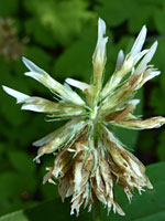 Withered flowers