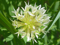 All-white flowers