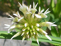 Developing inflorescence