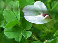 Trifolium monanthum