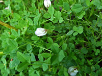 Mountain Carpet Clover