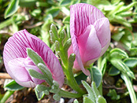 Trifolium nanum