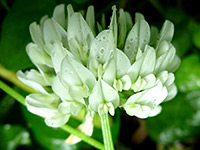 Small white flowers