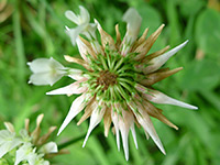 White Clover