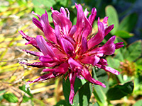 Trifolium wormskioldii