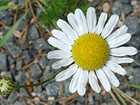 Scentless mayweed