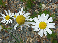 Group of flowers