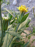 Flower and leaves