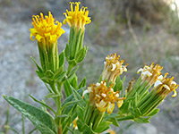 Mature flowers, Mature flowers of trixis californica, some starting to wither - in Hellhole Canyon, Anza Borrego Desert State Park, California