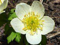 Five-petalled flower