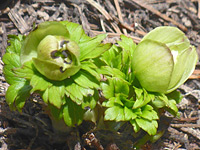 photograph