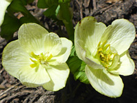 Pair of flowers