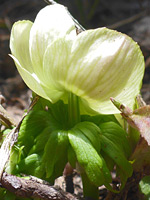 Leaves and stem