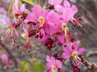 Ungnadia speciosa