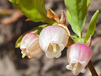 Vaccinium cespitosum