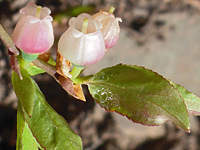 Dwarf Huckleberry