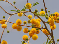 Flowers, twigs and leaves