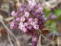 Valeriana acutiloba