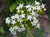 Valeriana occidentalis