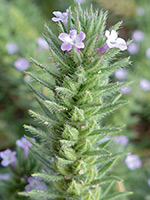 Elongated inflorescence