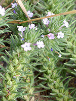 Bigbract Verbena