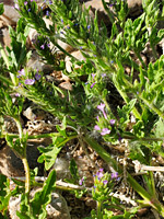 Hairy leaves and stems