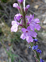 Verbena canescens