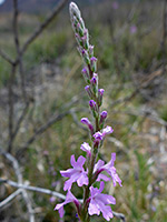 Elongated inflorescence