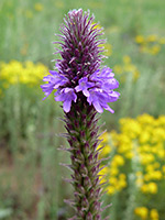 Purple flowers