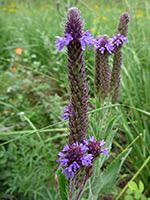 Flower spikes