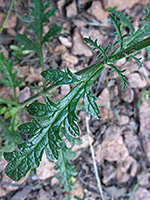 Lobed leaves