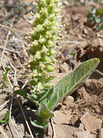 Leaves and flowers