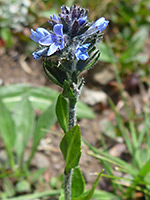 Cluster of flowers