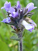 Hairy calyces