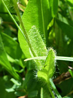 Hairy, opposite leaves