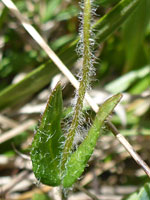 Cauline leaves