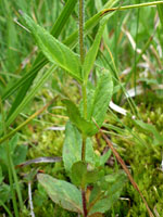 Leaves and stem