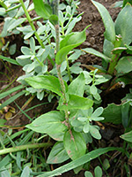 American Alpine Speedwell