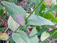 Stem and leaves