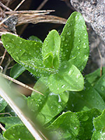 Hairy leaves