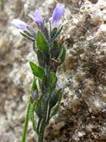 Upper stem leaves