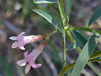 Vicia ludoviciana