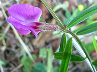 Common Vetch