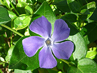 Vinca major