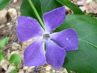 Bigleaf Periwinkle