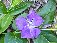 Vinca major