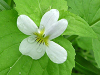 Viola canadensis