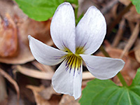 Canadian white violet