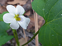 Canada violet